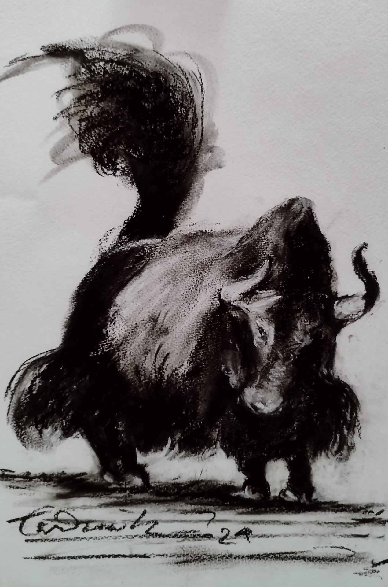 Himalayan Yak series