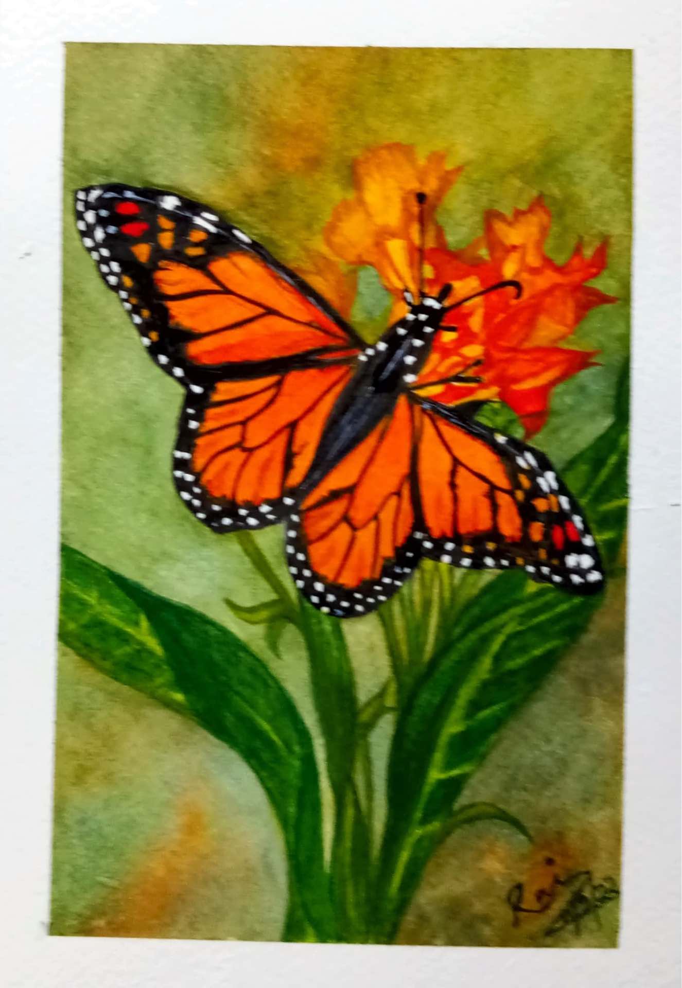 A Monarch Butterfly perched on orange blooms.