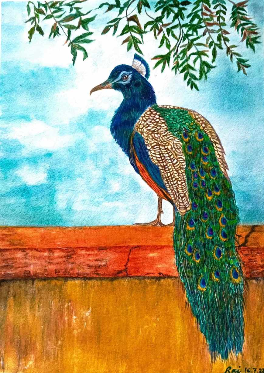 A Peacock perched on terracotta wall.