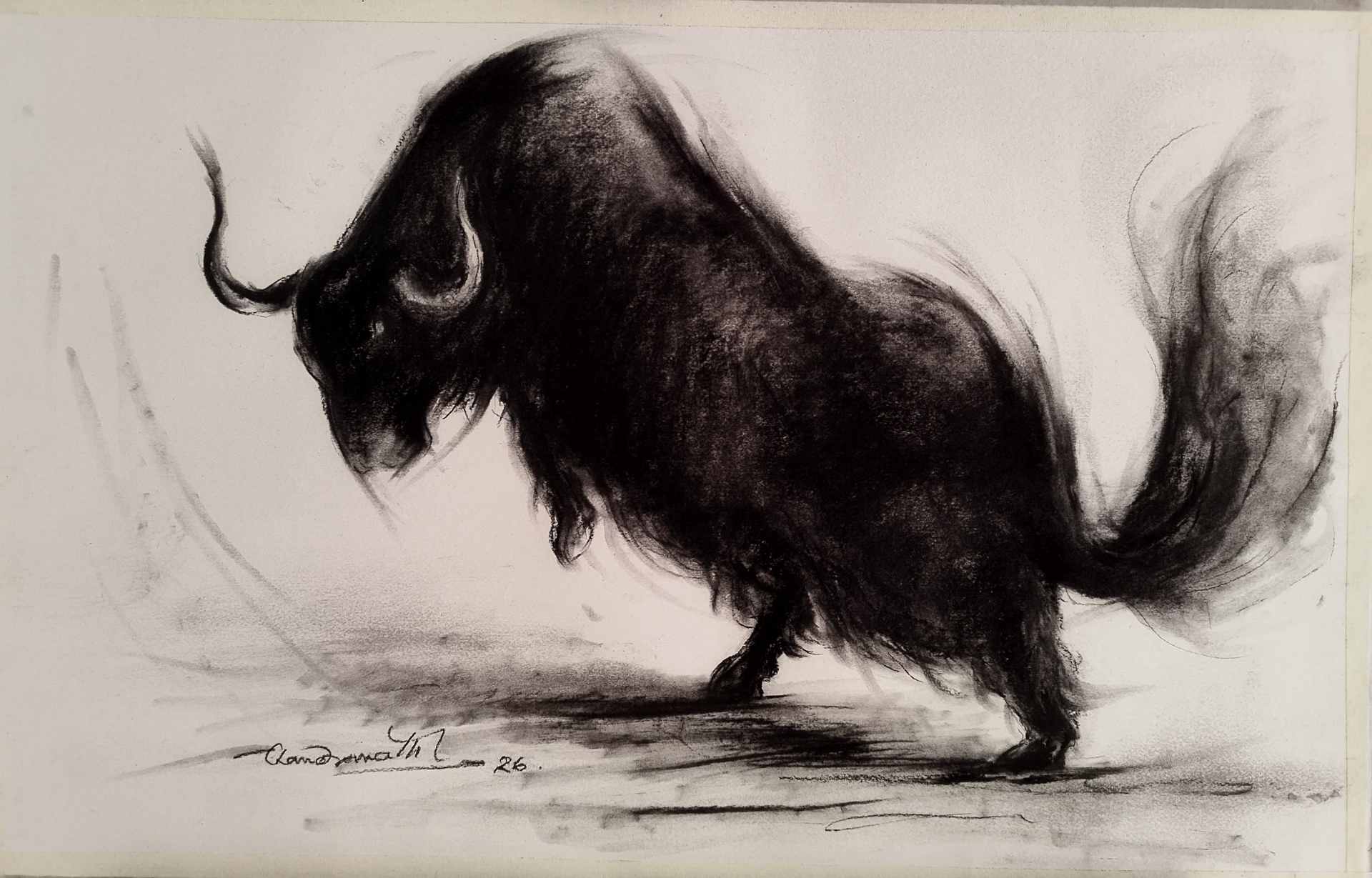 Himalayan Yak Series
