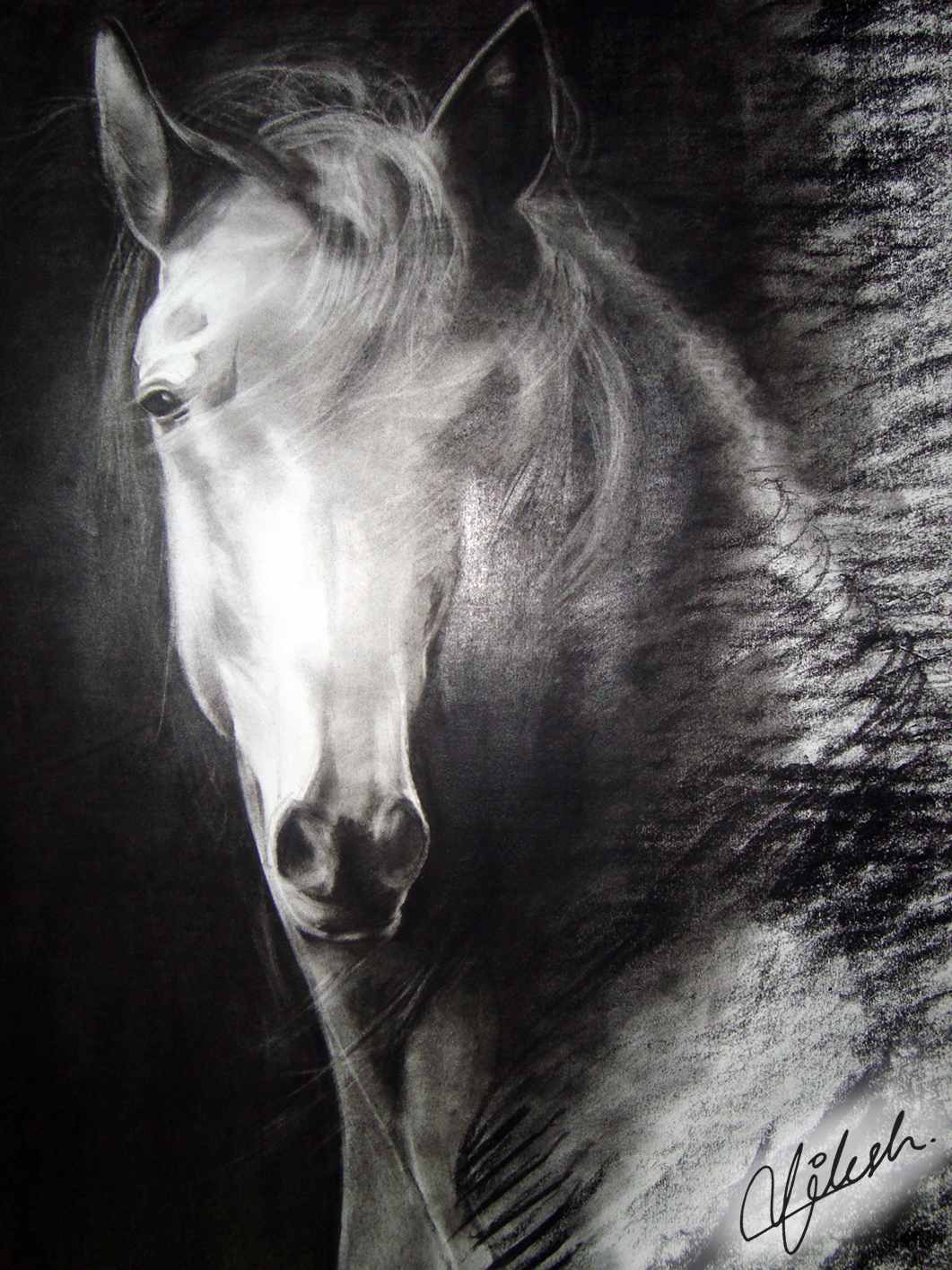 Beautiful Horse